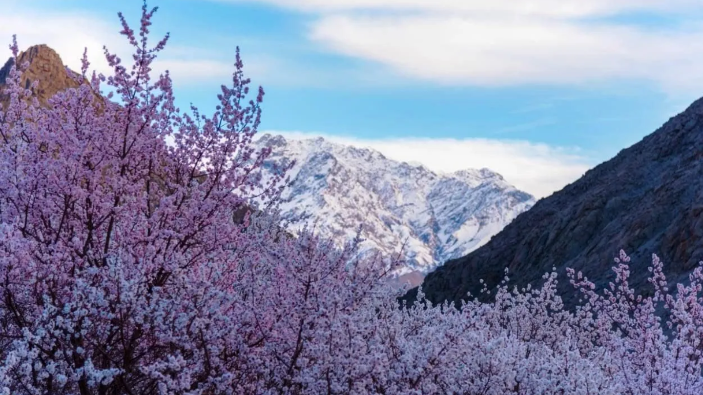 Apricot Blossom Tours
